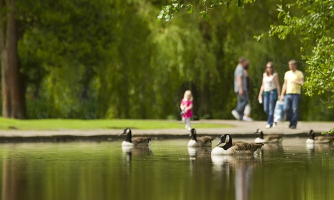 People walking alongside a lake in a park on a sunny summer day. There are Canada Geese swimming in the lake.
