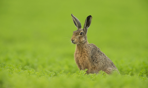 Brown Hare in a field