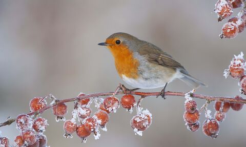 Robin