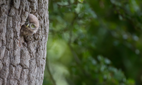 Little Owl