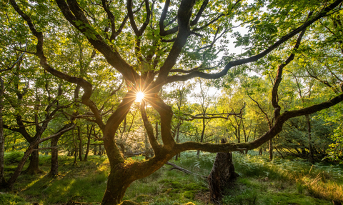 Sun shining through an oak tree
