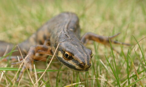 A smooth newt creeps through some short grass