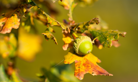 Acorn and Autumn leaves