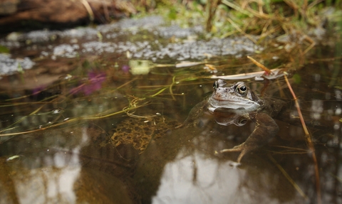A Frog poking its head above the water in a pond