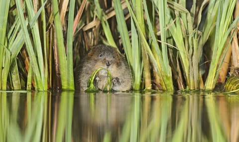 Water Vole