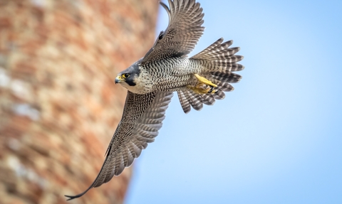 A Peregrine Falcon soaring past a tower at St Albans Cathedral