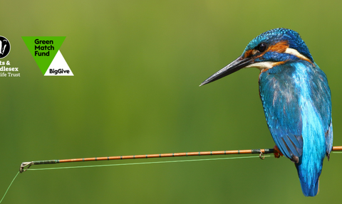 Banner saying "Bring Life Back to Local Rivers" with a Kingfisher and the logos of Herts and Middlesex Wildlife Trust and The Big Give on.