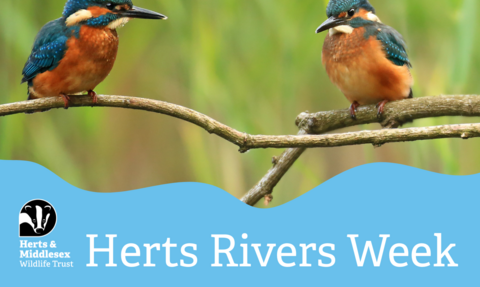 A photo of two Kingfishers sitting on a branch with a blue wavy box overlaid at the bottom which has the Herts and Middlesex Wildlife Trust logo in the bottom left corner and the text "Herts Rivers Week"