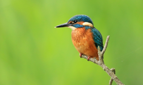 Kingfisher on a branch
