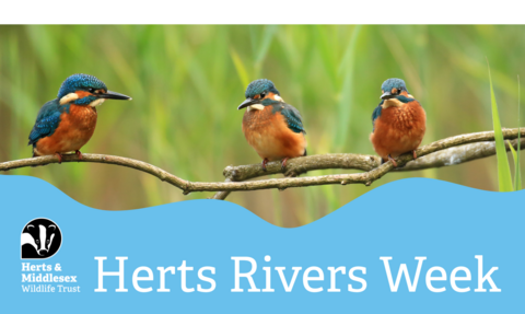 A photo of two Kingfishers sitting on a branch with a blue wavy box overlaid at the bottom which has the Herts and Middlesex Wildlife Trust logo in the bottom left corner and the text "Herts Rivers Week"
