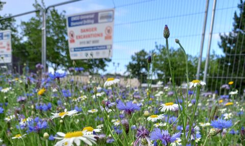 flowers with fence behind