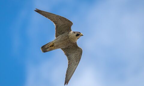 Peregrine Falcon in flight 