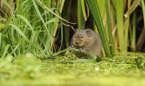 Water Vole