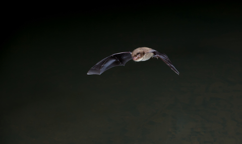 BAt