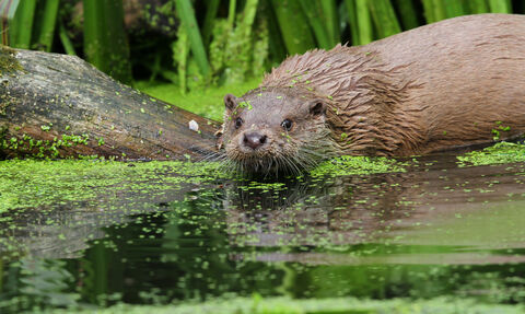 A picture of an Otter