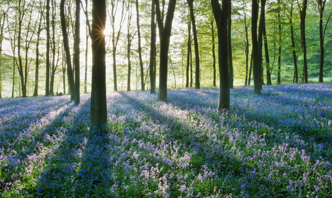 Bluebell wood