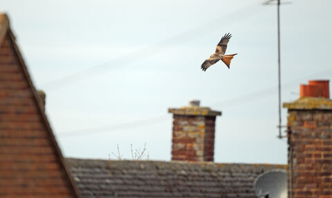 Red kite flying over houses