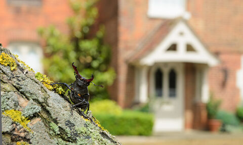A Stag Beetle sitting on a log, in the background is a red brick house in soft focus