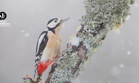A Great spotted Woodpecker perched on a lichen-covered branch in the snow