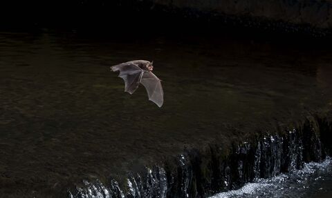 Daubenton's bat