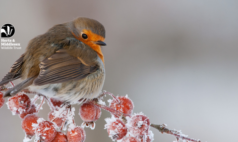 A Robin on a frosty branch