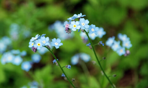 Forget-me-nots