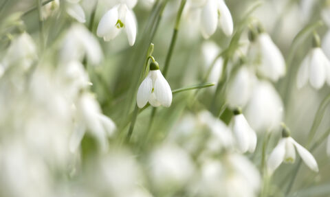 Snowdrops image