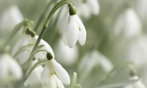 Snowdrops image