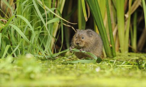 Water Vole