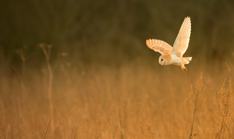 Wildlife Guardians | Herts and Middlesex Wildlife Trust