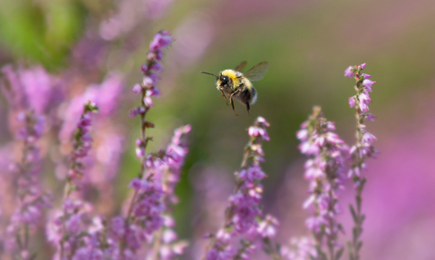 Bee in heather