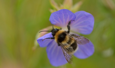 Garden bumblebee (Bombus hortorum) 