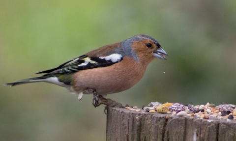 Chaffinch