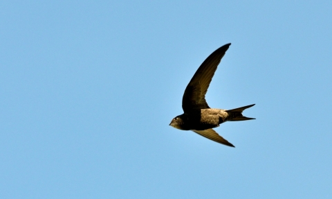 Swift in the air