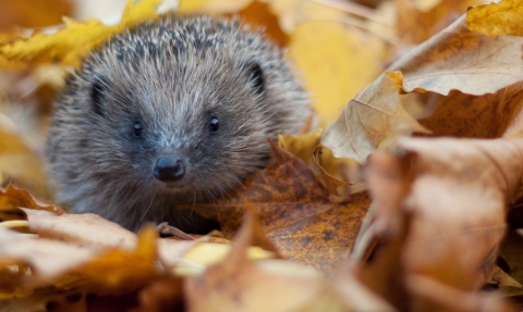 Hedgehog in autumn leaves