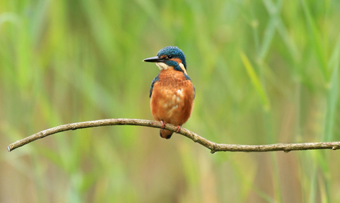 Kingfisher