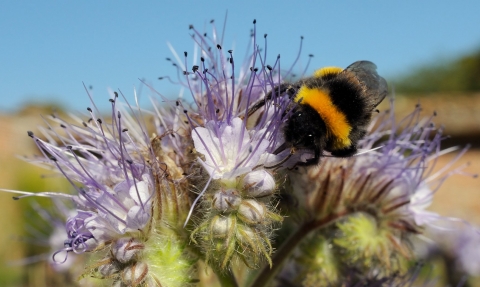 White-tailed bumblebee