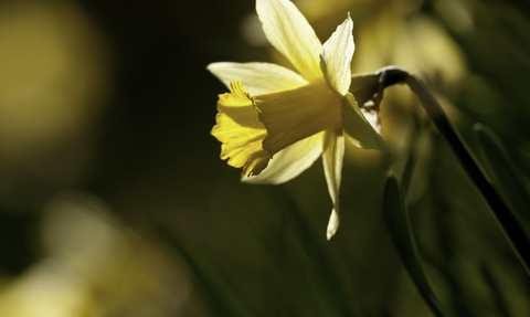 Wild daffodil