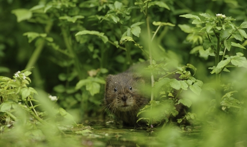 Water Vole (Arvicola amphibius)