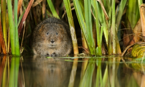 Water vole