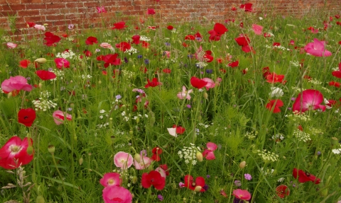 Wildflowers