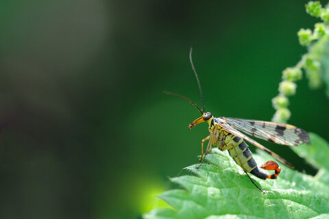 Other insects | Herts and Middlesex Wildlife Trust