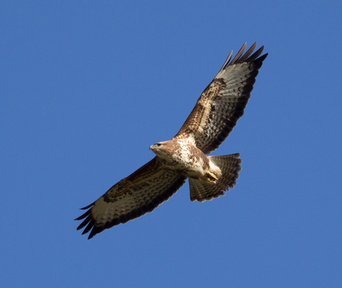 How to identify birds of prey Herts and Middlesex Wildlife Trust