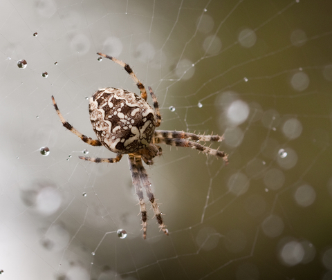 Blog What Are Orb Weaver Spiders?
