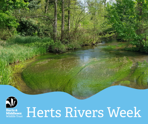 Herts Rivers Week | Herts and Middlesex Wildlife Trust