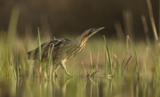 Bittern