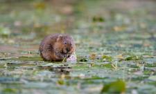 Water vole