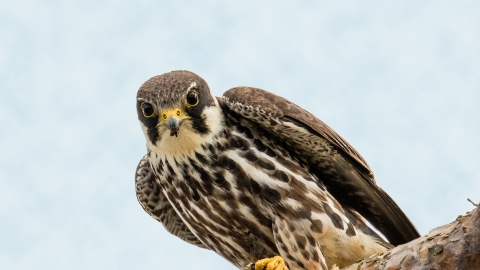 How to identify birds of prey  Herts and Middlesex Wildlife Trust