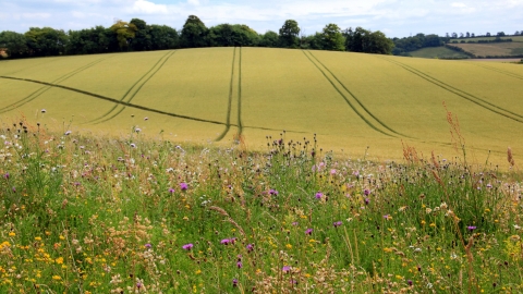 Farmland field margin