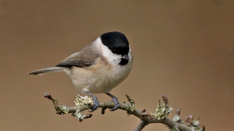 Marsh tit